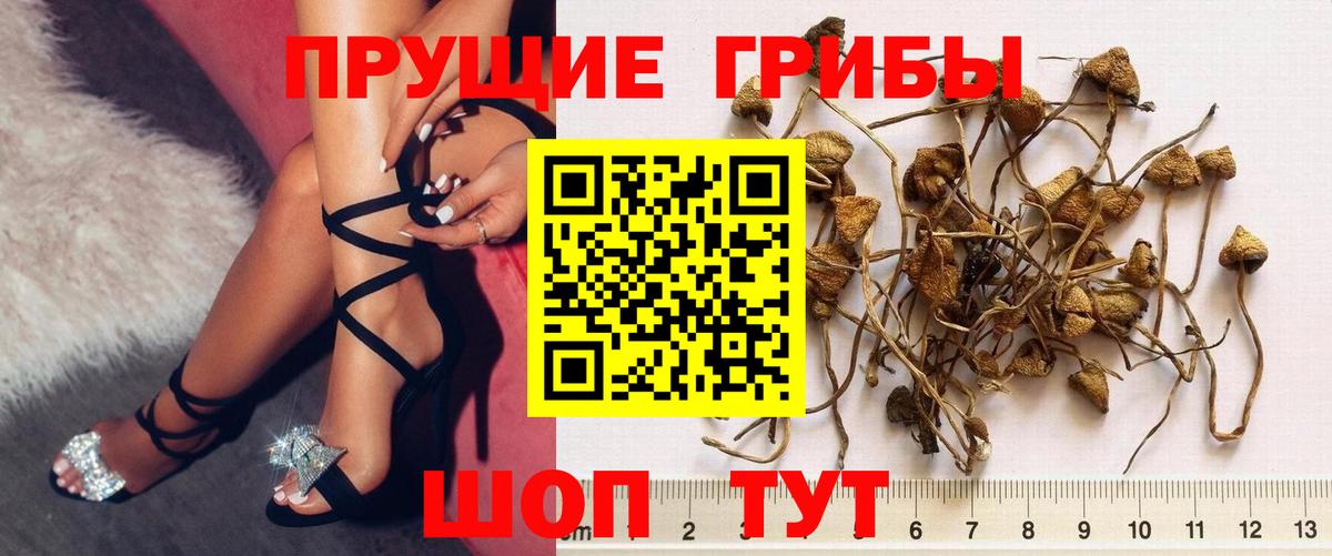 Псилоцибиновые грибы ЛСД  Вход с VPN  Псилоцибиновые грибы Psilocybine cubensis  Назрань 